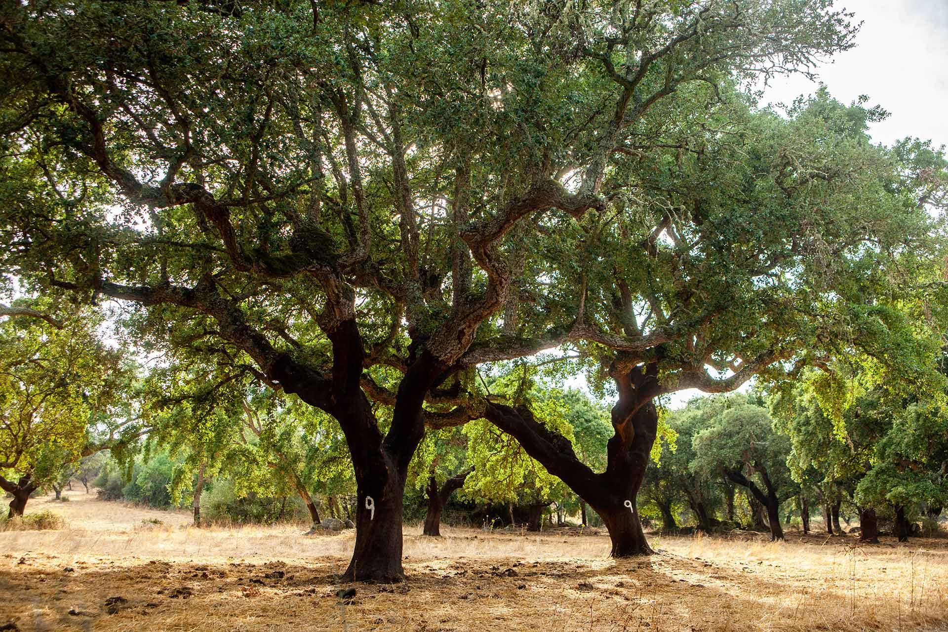 Kork Korkeiche Kork Baum Kork Ernte